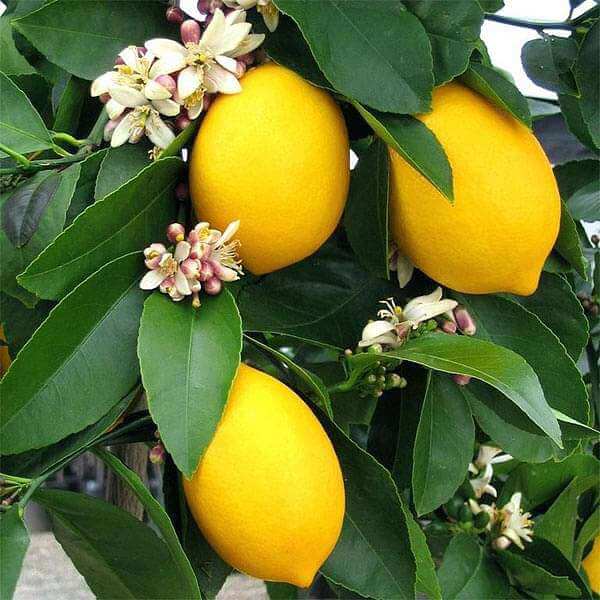 Backyard Fruit Garden Kit Seeds