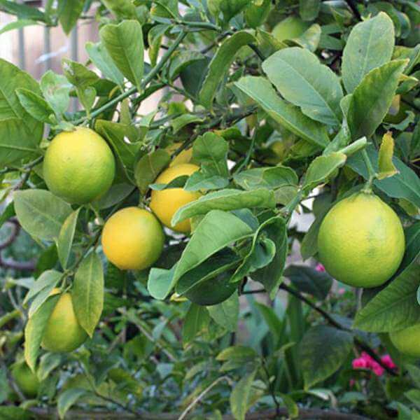 Backyard Fruit Garden Kit Seeds