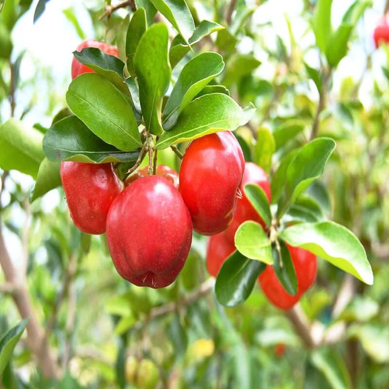 Backyard Fruit Garden Kit Seeds