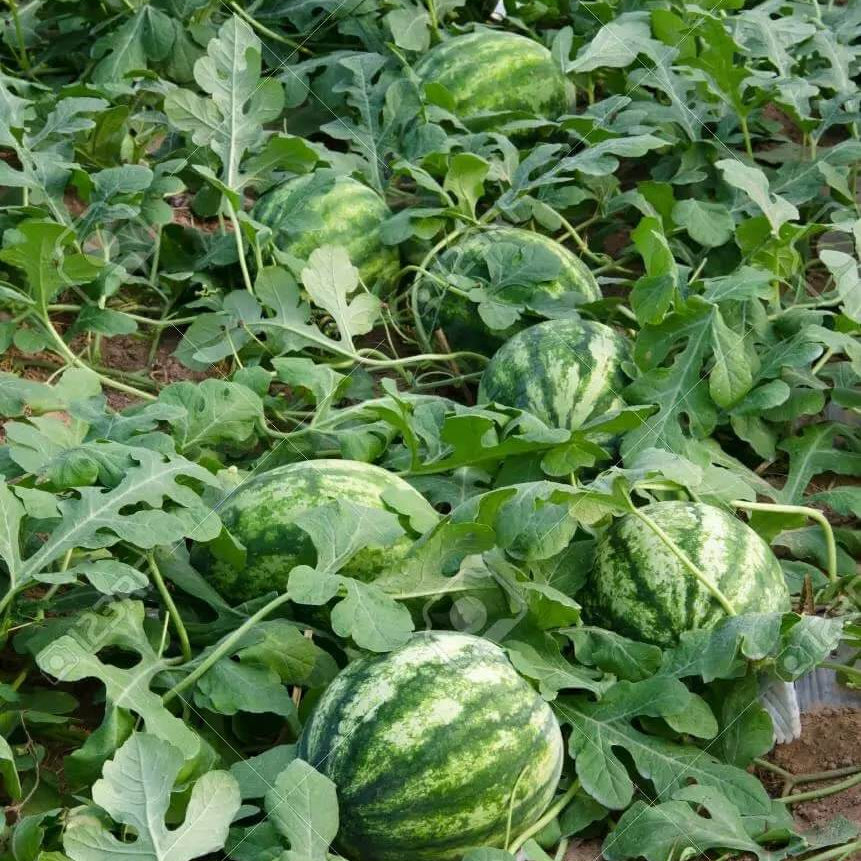 Backyard Fruit Garden Kit Seeds
