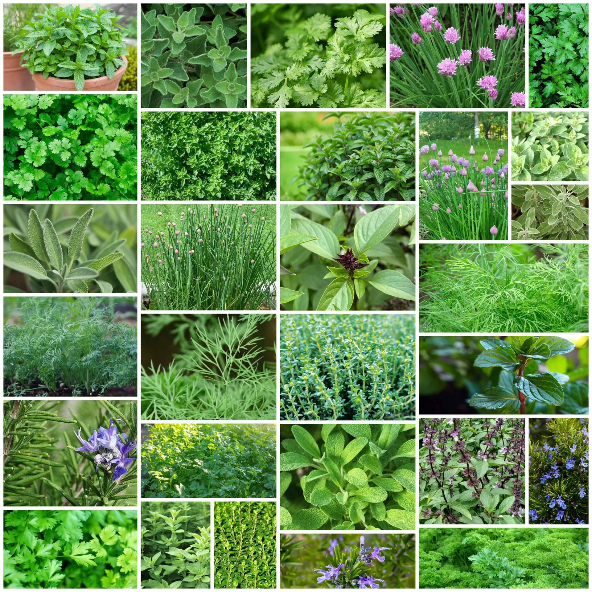 Backyard Herb Garden Kit Seeds