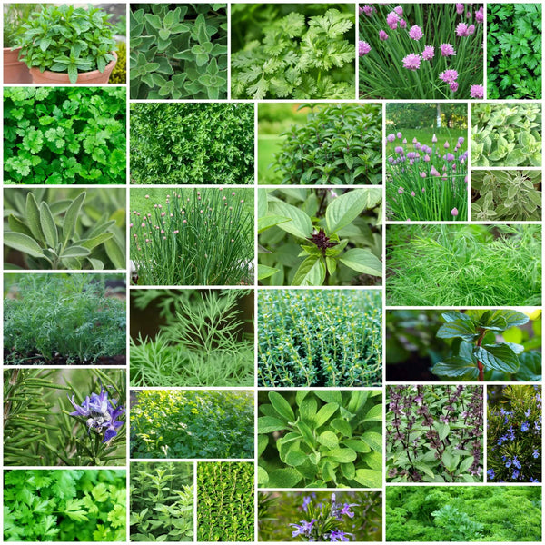Backyard Herb Garden Kit Seeds