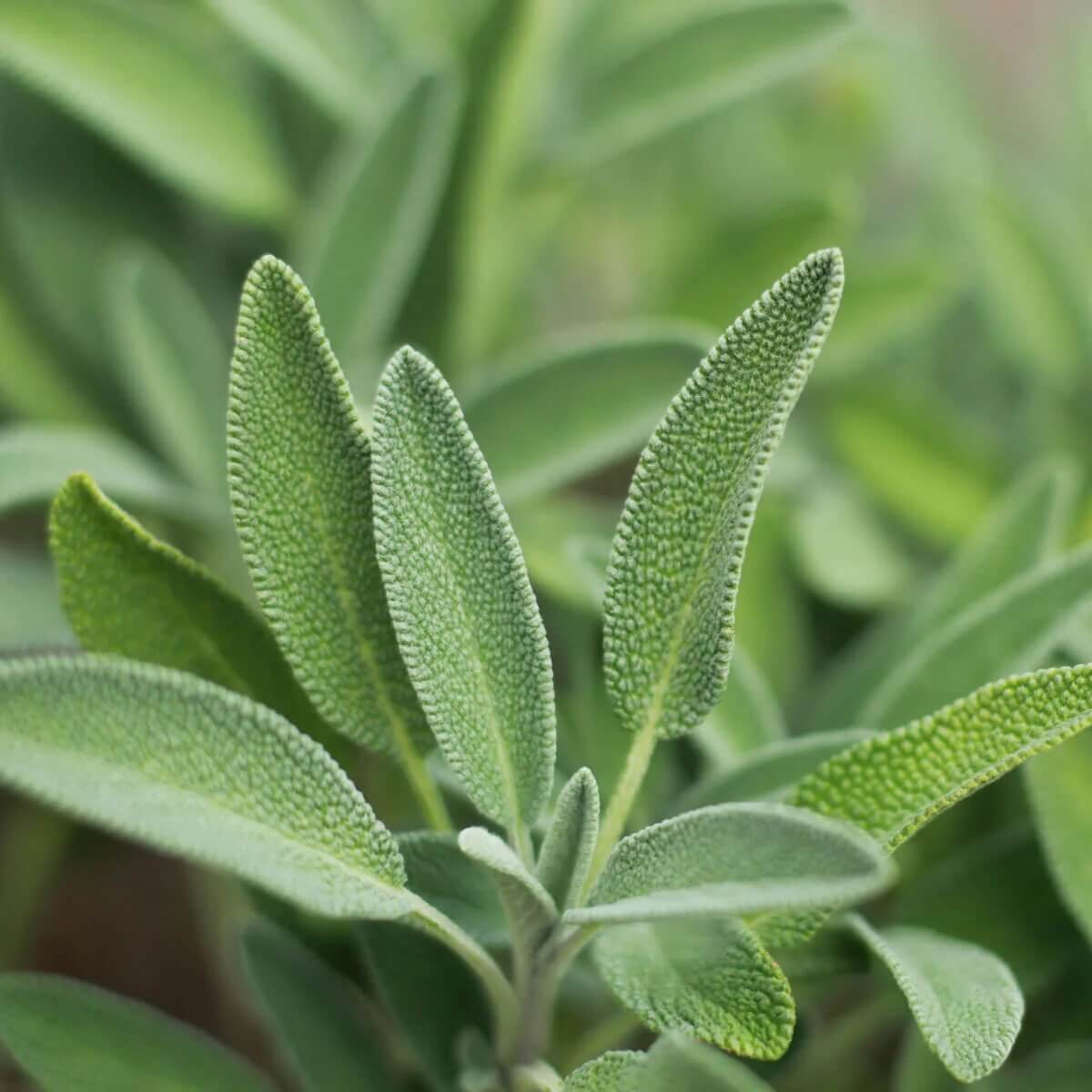 Backyard Herb Garden Kit Seeds