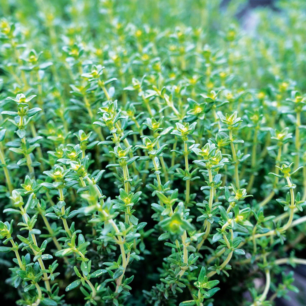 Backyard Herb Garden Kit Seeds
