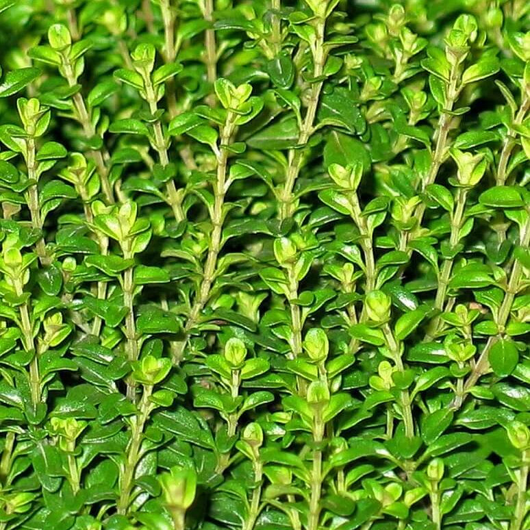 Backyard Herb Garden Kit Seeds