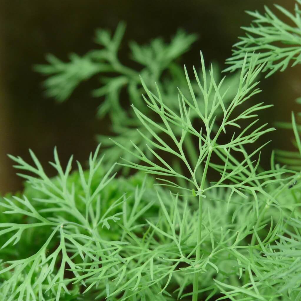 Backyard Herb Garden Kit Seeds