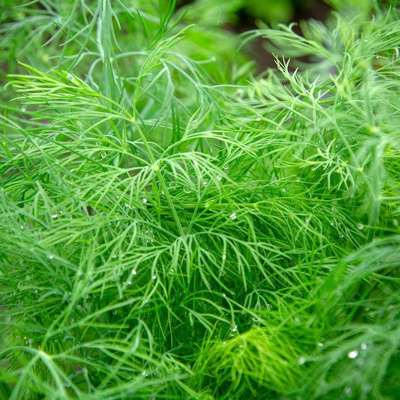 Backyard Herb Garden Kit Seeds