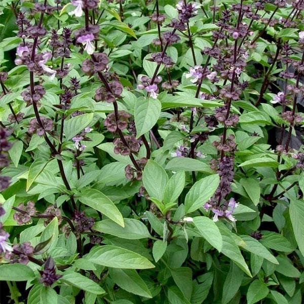 Backyard Herb Garden Kit Seeds