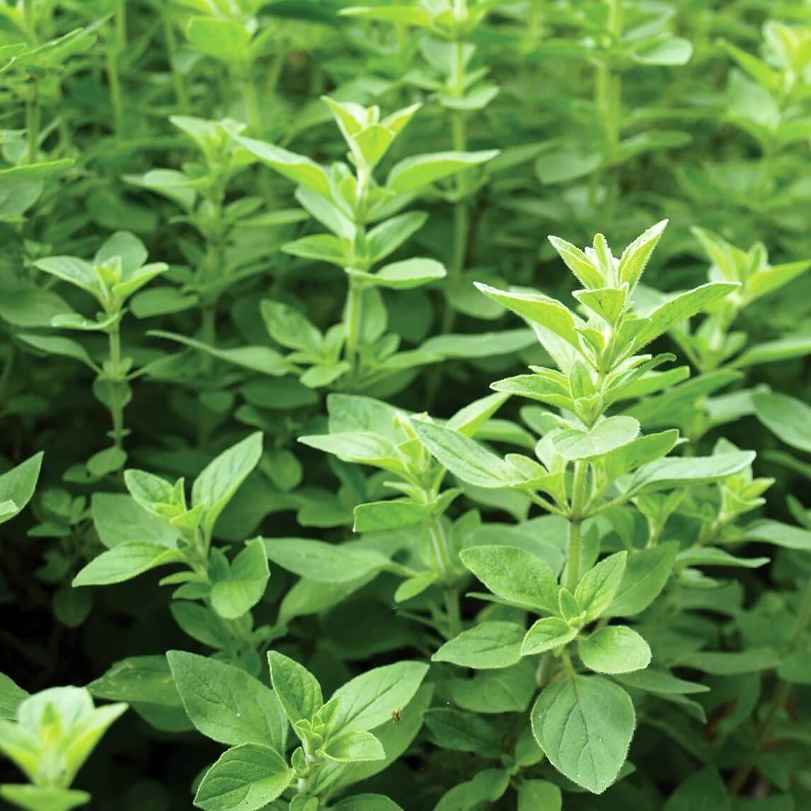 Backyard Herb Garden Kit Seeds