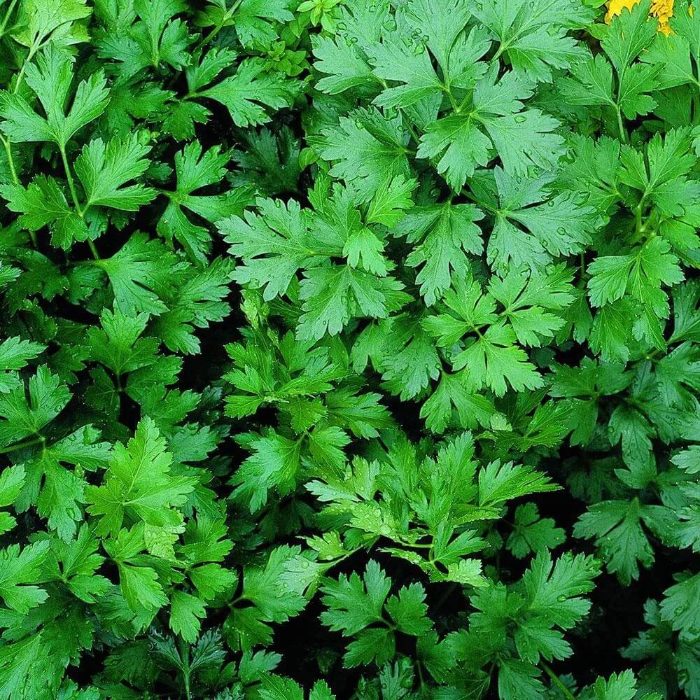 Backyard Herb Garden Kit Seeds