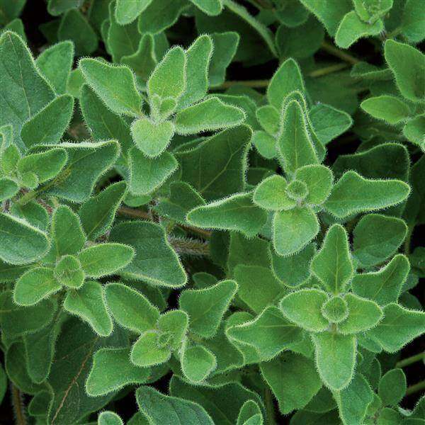 Backyard Herb Garden Kit Seeds