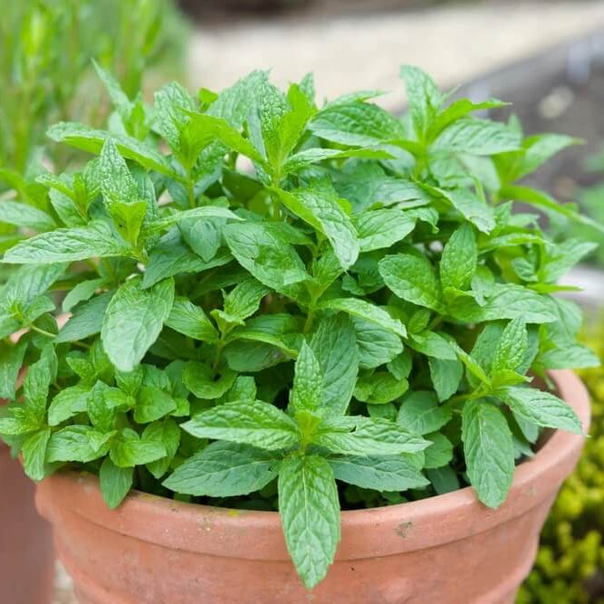 Backyard Herb Garden Kit Seeds