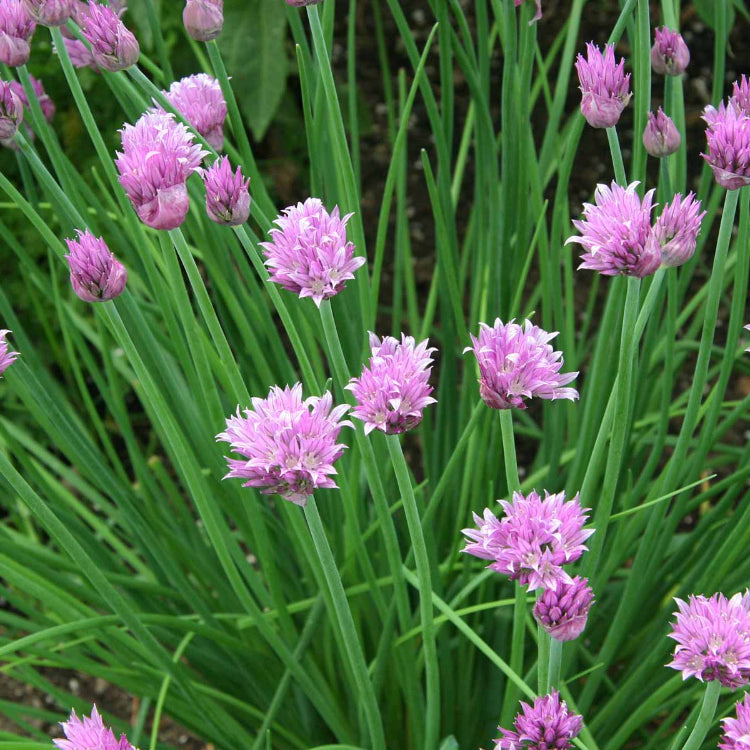 Backyard Herb Garden Kit Seeds