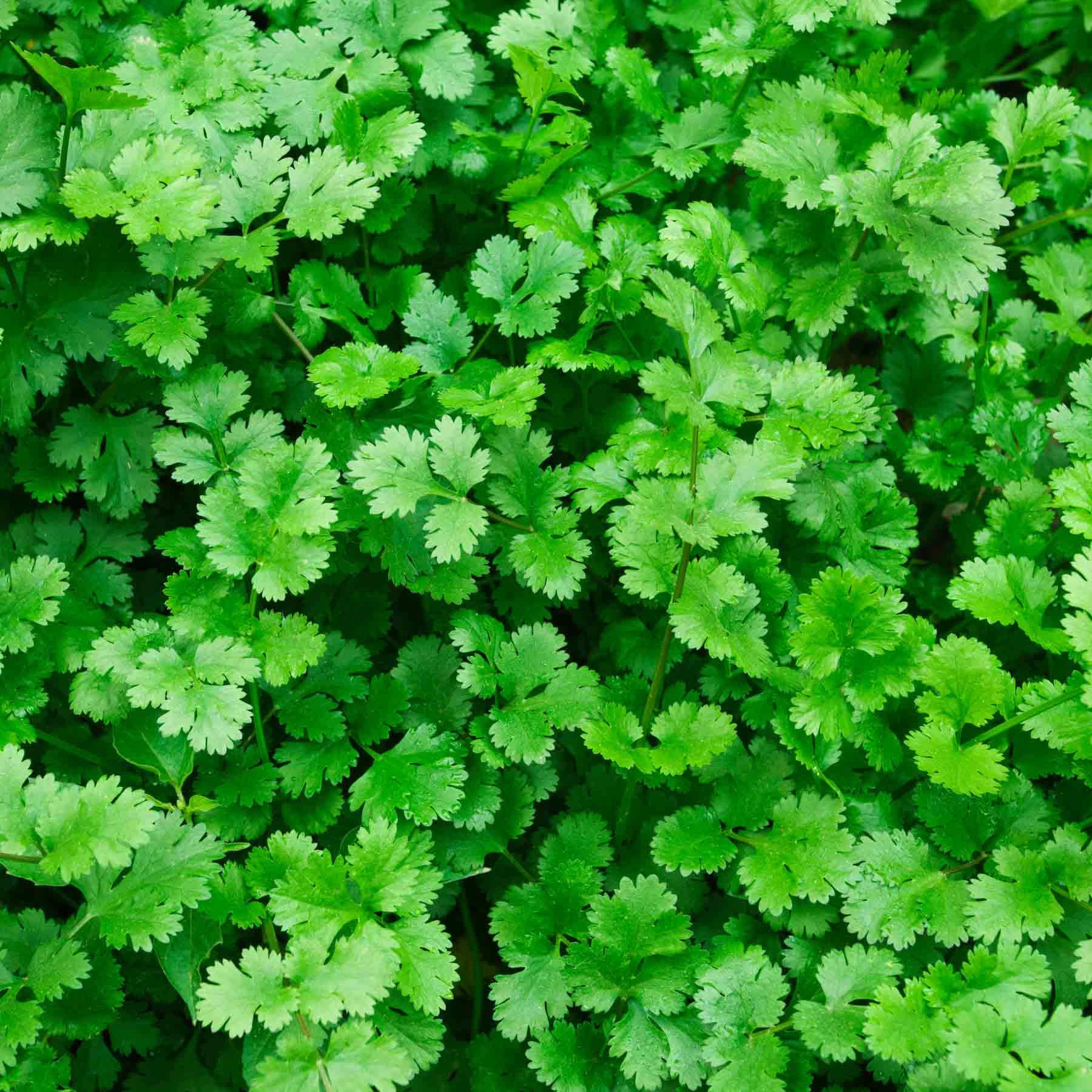 Backyard Herb Garden Kit Seeds