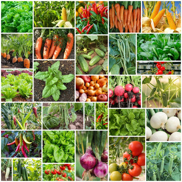 Backyard Vegetable Mix Seeds