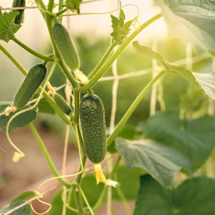 Backyard Vegetable Mix Seeds
