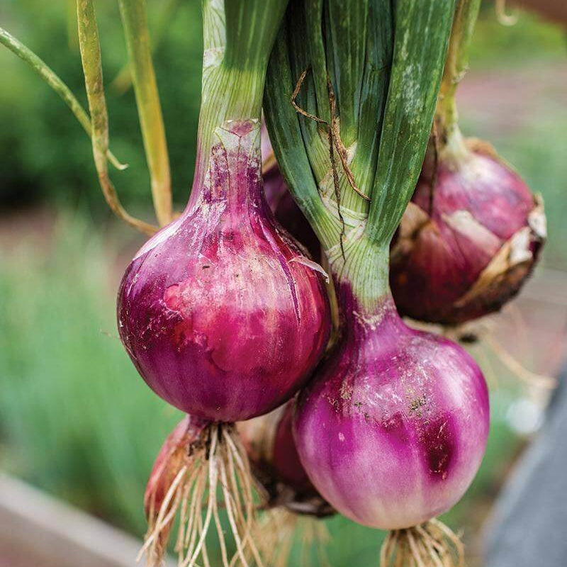 Backyard Vegetable Mix Seeds