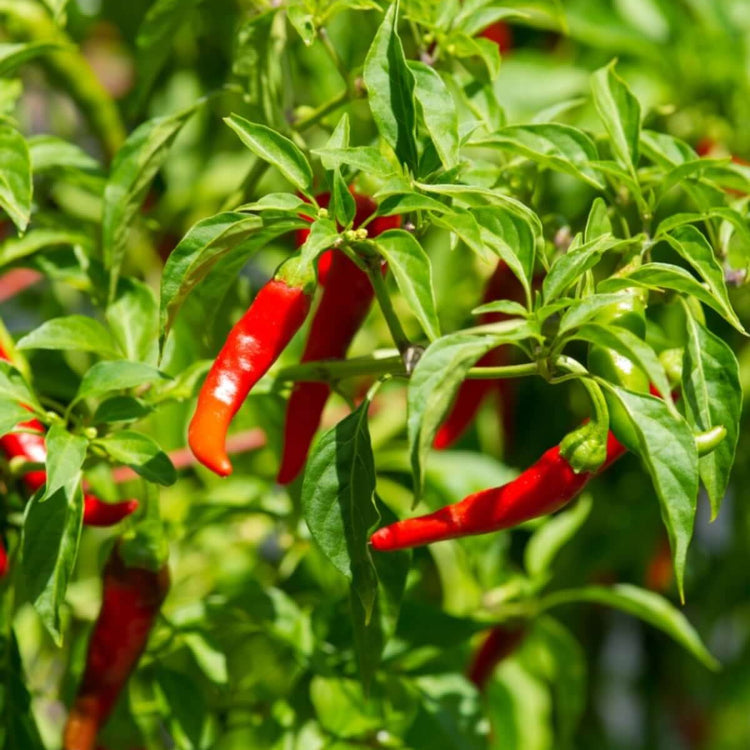 Backyard Vegetable Mix Seeds
