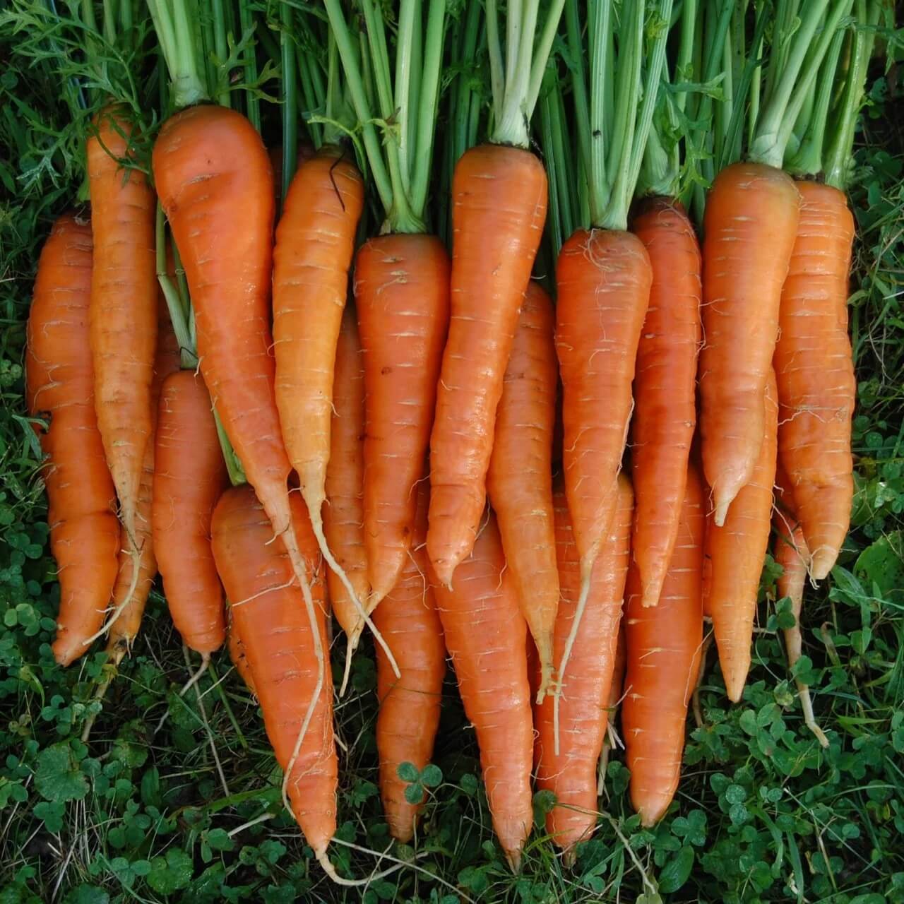 Backyard Vegetable Mix Seeds
