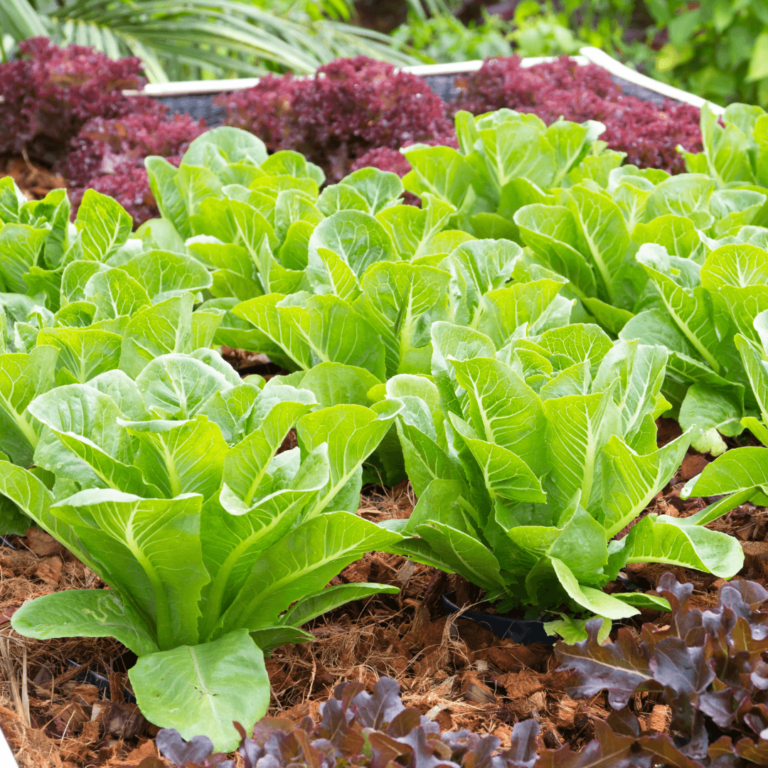 Backyard Vegetable Mix Seeds