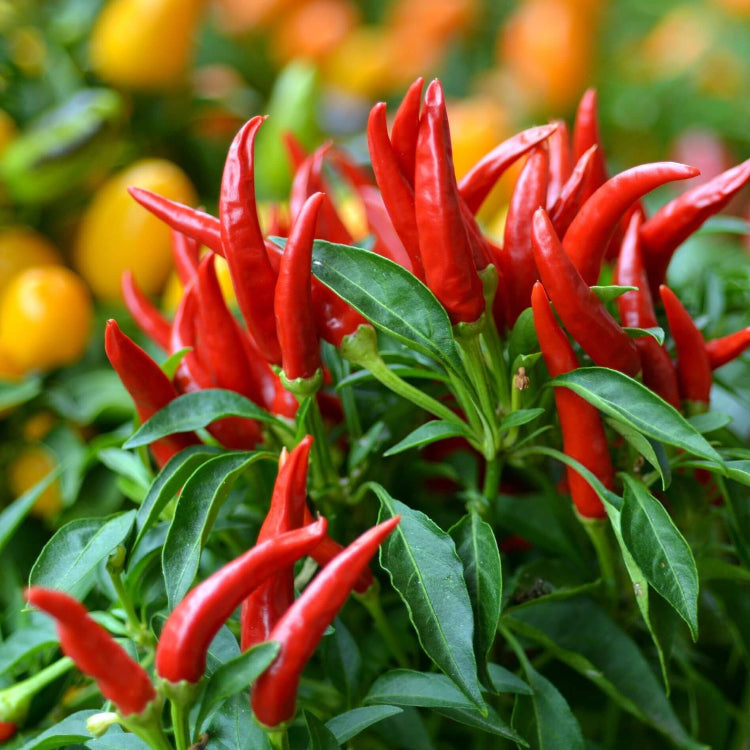 Backyard Vegetable Mix Seeds