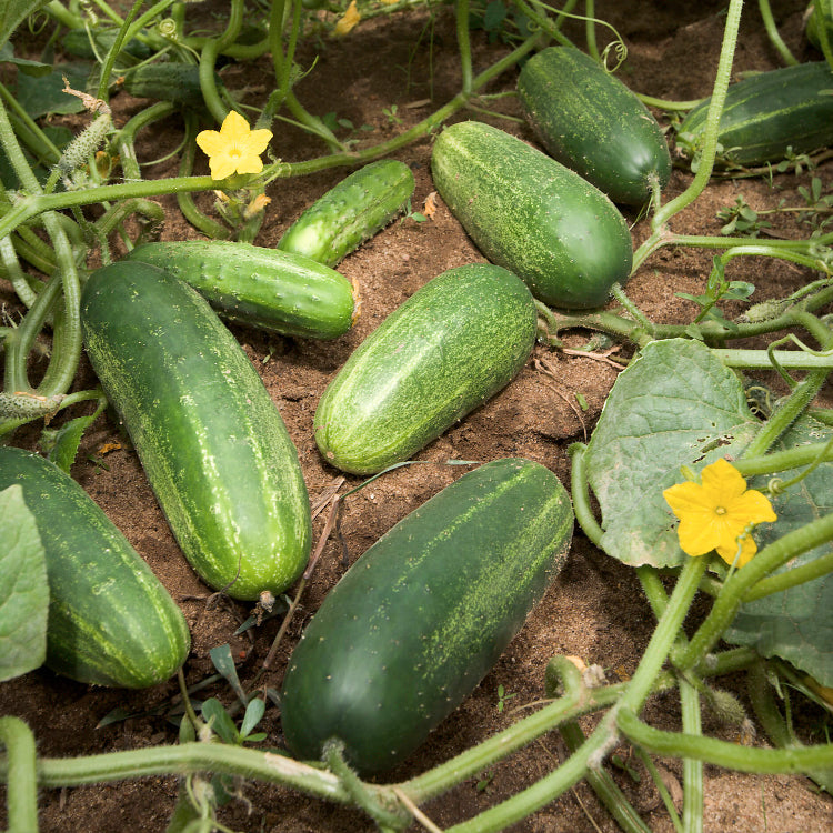 Backyard Vegetable Mix Seeds