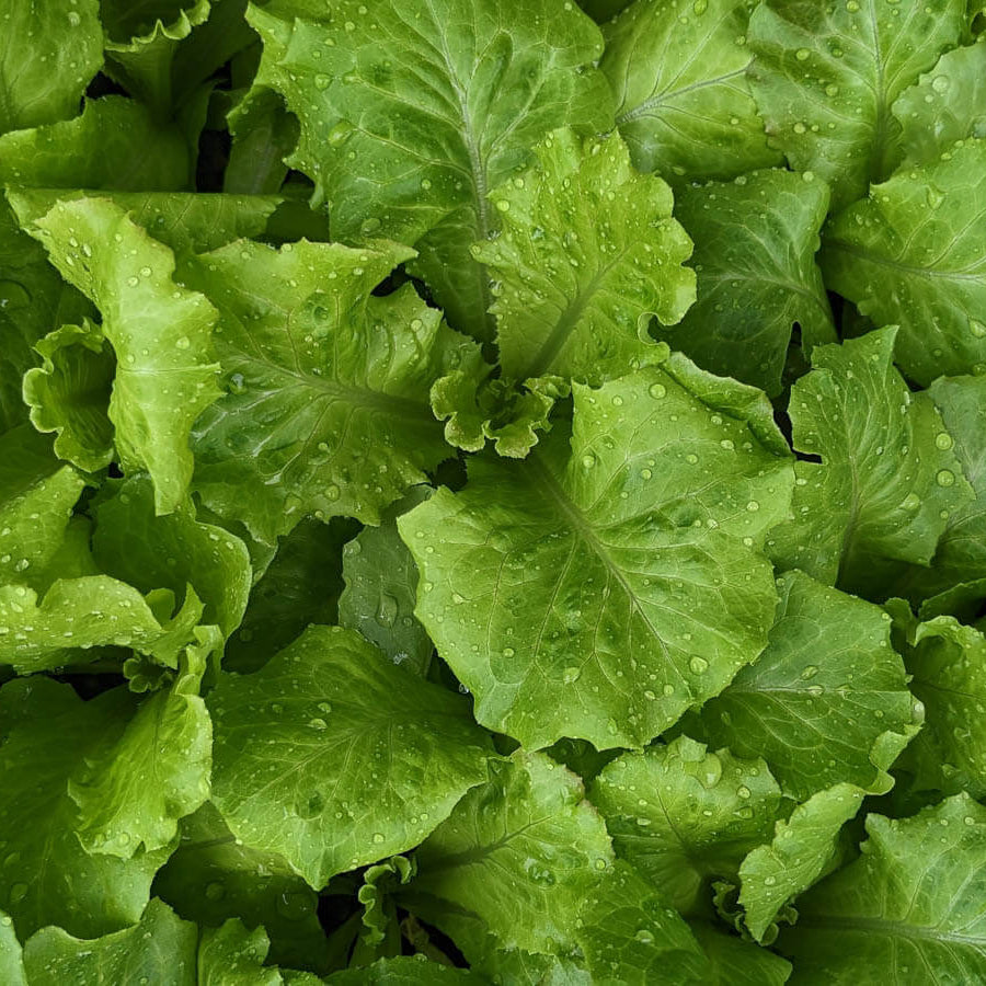 Backyard Vegetable Mix Seeds