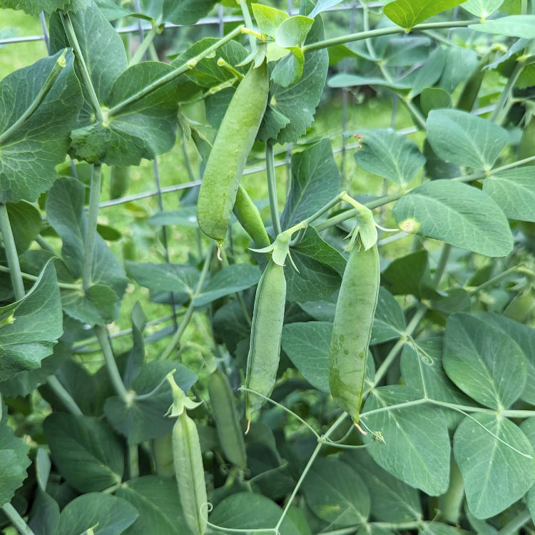 Backyard Vegetable Mix Seeds