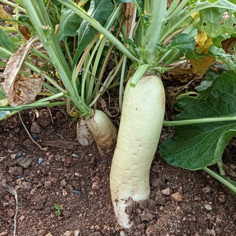Backyard Vegetable Mix Seeds
