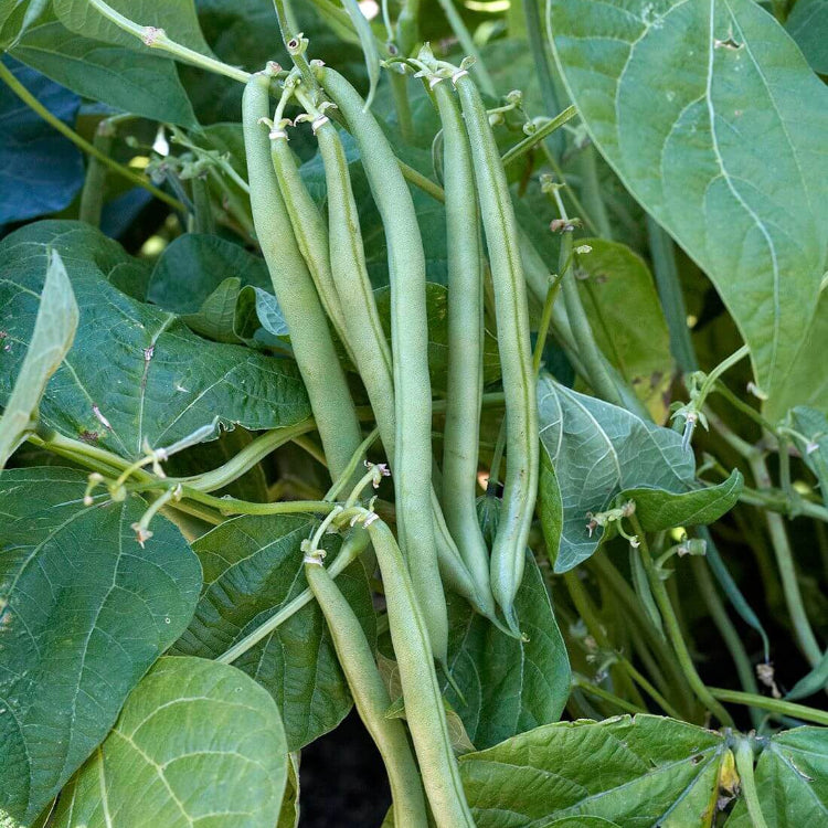 Backyard Vegetable Mix Seeds