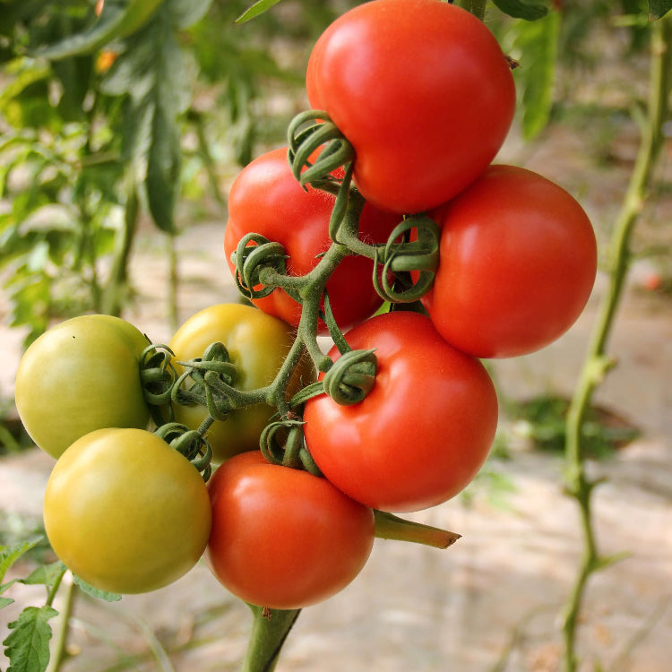 Backyard Vegetable Mix Seeds