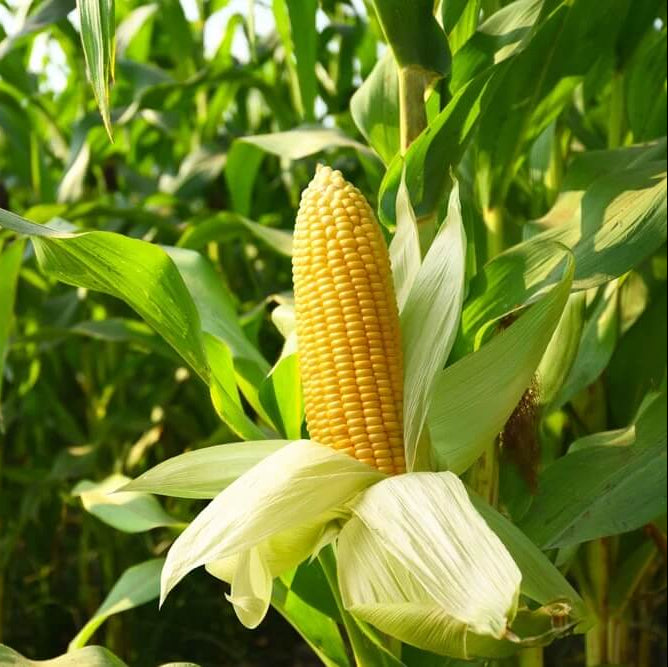Backyard Vegetable Mix Seeds