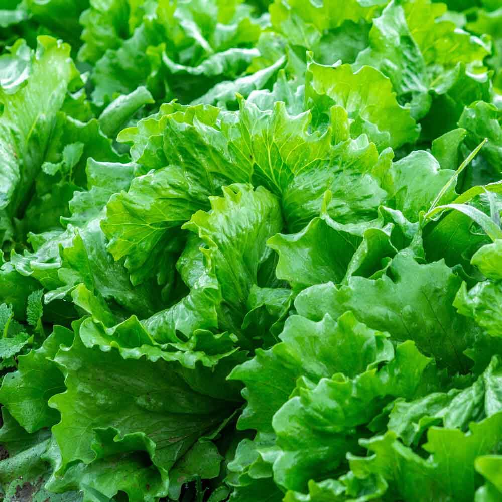 Backyard Vegetable Mix Seeds