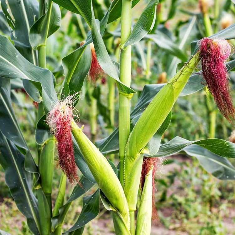 Backyard Vegetable Mix Seeds