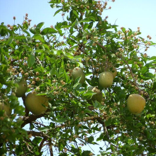 Bael Seeds - Fruit Plant