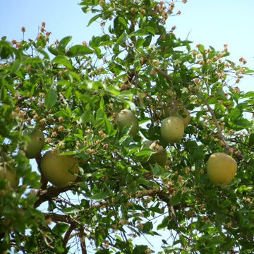 Bael Seeds - Fruit Plant