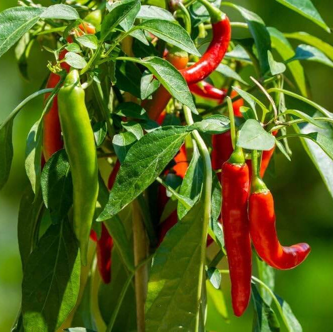 Bajan Seasoning Pepper Seeds