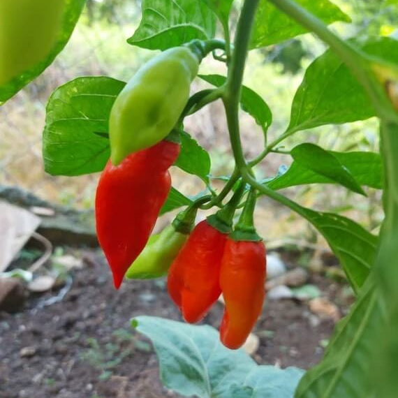 Bajan Seasoning Pepper Seeds