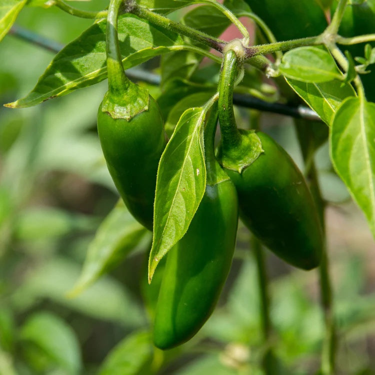 Bajan Seasoning Pepper Seeds