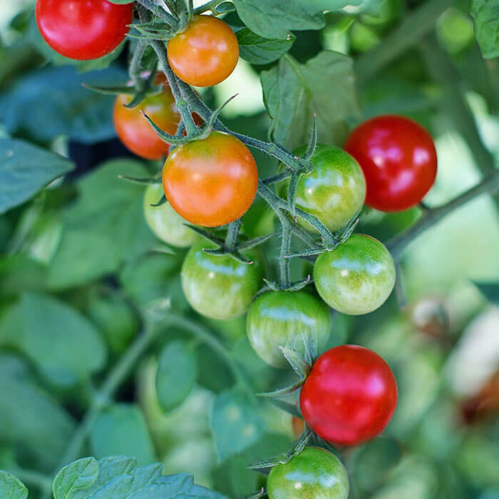 Balcony Garden Kit