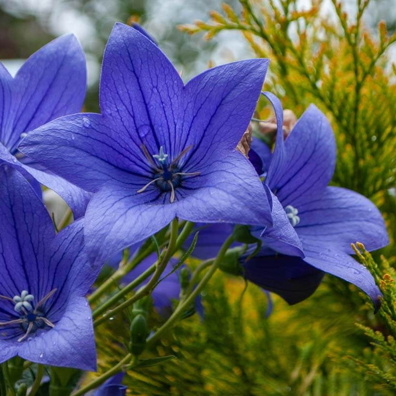 Balloon Seeds – Blue Platycodon Perennial
