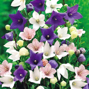 Balloon Flower Seeds