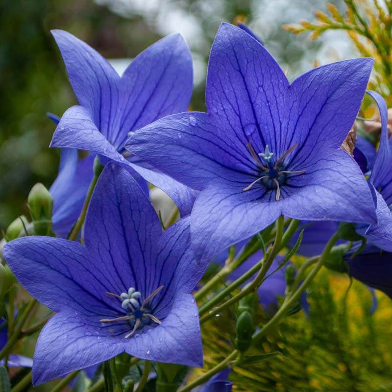Balloon Flower Seeds