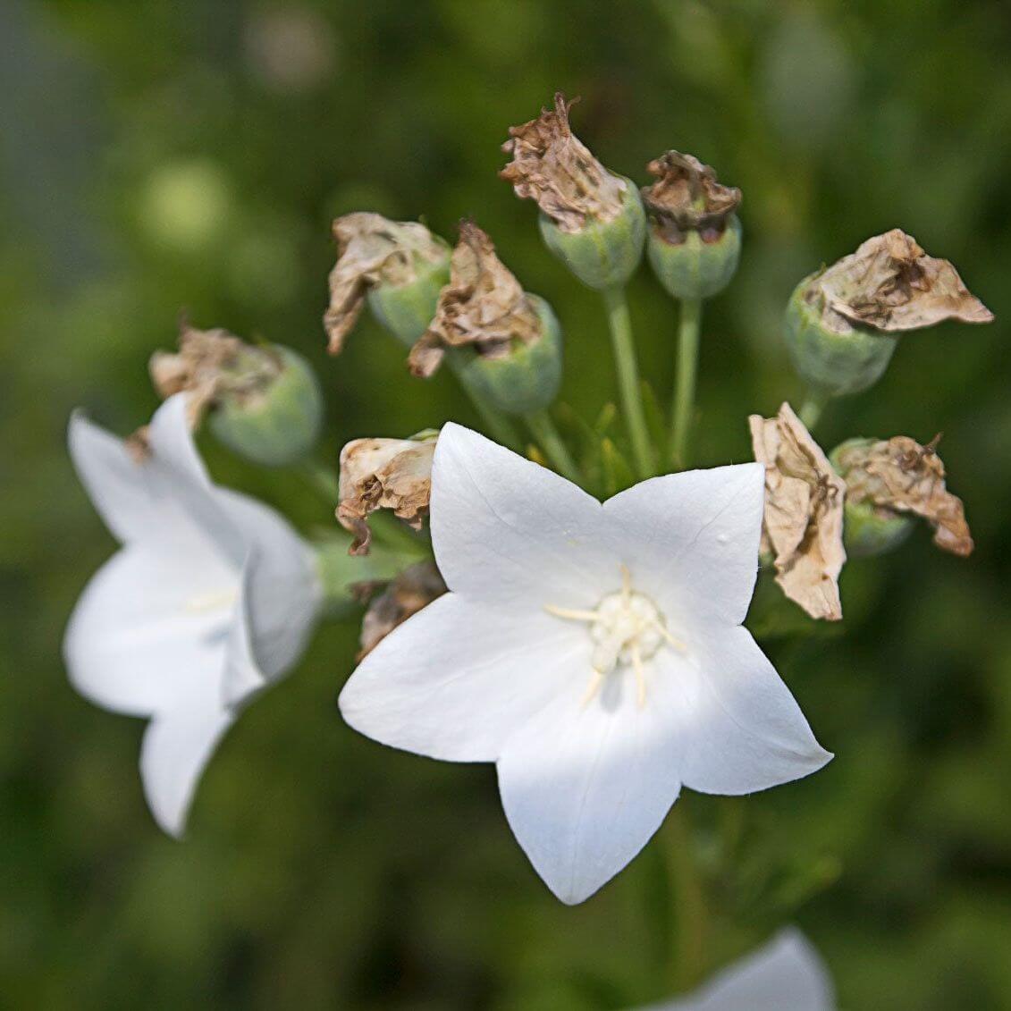 Balloon Flower Seeds