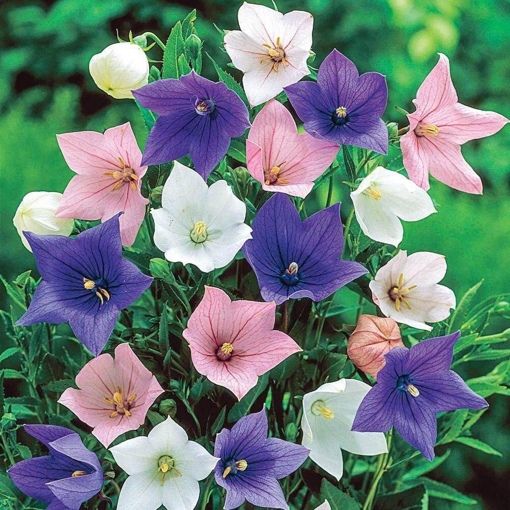 Balloon Flower Seeds – Mixed