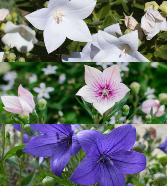 Balloon Flower Seeds – Mixed