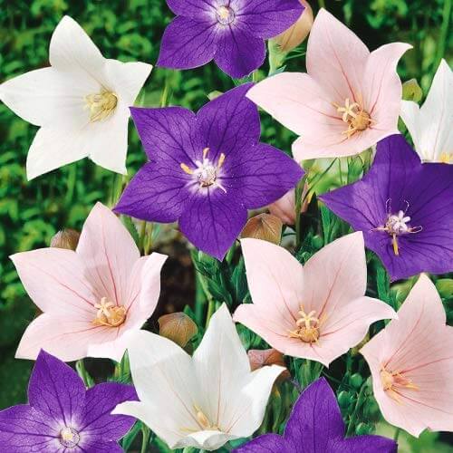Balloon Flower Seeds – Mixed