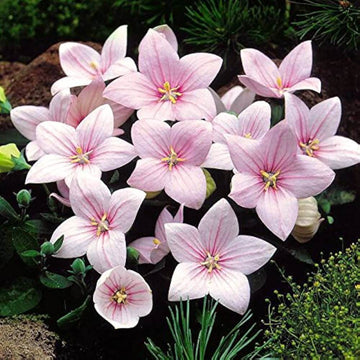 Balloon Flower Seeds – Pink