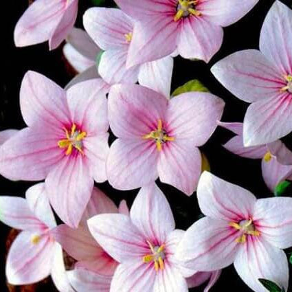 Balloon Flower Seeds – Pink