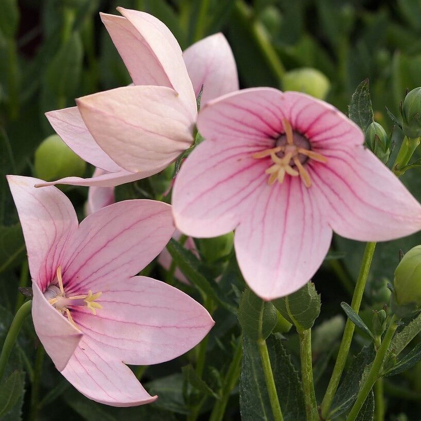 Balloon Flower Seeds – Pink